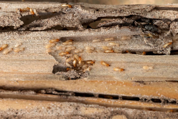 Professional Pest Control in Dublin, PA
